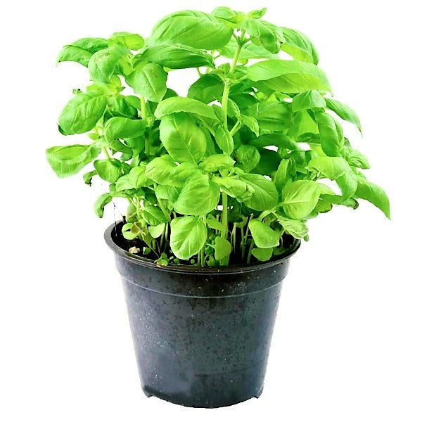 Ocimum Basilicum, Sweet Basil, Sweet Genovese - www.FOP.ae Buy online Best and Healthy Plants and quality products guarantee in Dubai Plants Shop in Dubai Abu Dhabi all over UAE Plants near me Fresh Plants in Dubai where to buy plants in UAE - FOP.ae