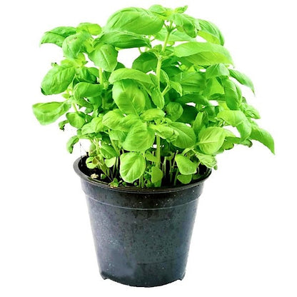 Ocimum Basilicum, Sweet Basil, Sweet Genovese - www.FOP.ae Buy online Best and Healthy Plants and quality products guarantee in Dubai Plants Shop in Dubai Abu Dhabi all over UAE Plants near me Fresh Plants in Dubai where to buy plants in UAE - FOP.ae