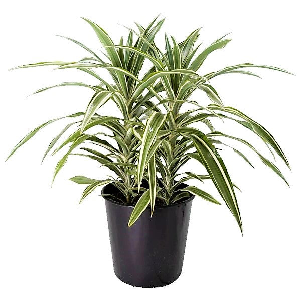 Dracaena Deremensis, Warneckii small - www.FOP.ae Buy online Best and Healthy Plants and quality products guarantee in Dubai Plants Shop in Dubai Abu Dhabi all over UAE Plants near me Fresh Plants in Dubai where to buy plants in UAE - FOP.ae