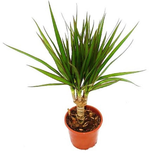 Dracaena Draco, Drago, Dragon Tree - www.FOP.ae Buy online Best and Healthy Plants and quality products guarantee in Dubai Plants Shop in Dubai Abu Dhabi all over UAE Plants near me Fresh Plants in Dubai where to buy plants in UAE - FOP.ae