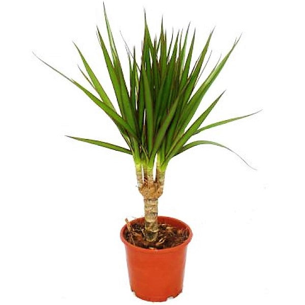 Dracaena Draco, Drago, Dragon Tree - www.FOP.ae Buy online Best and Healthy Plants and quality products guarantee in Dubai Plants Shop in Dubai Abu Dhabi all over UAE Plants near me Fresh Plants in Dubai where to buy plants in UAE - FOP.ae