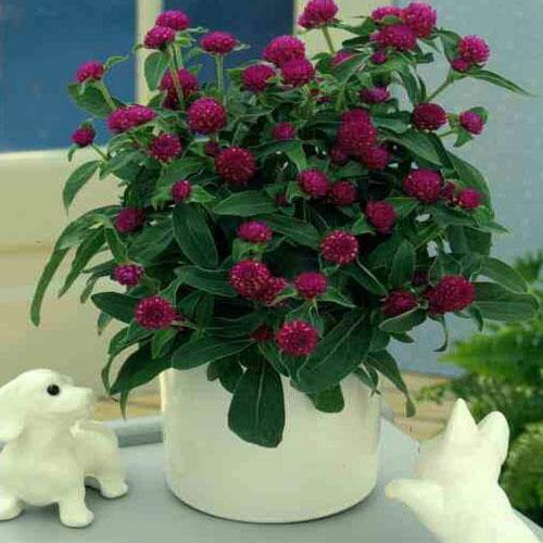 Gompherena Flowers (small) - www.FOP.ae Buy online Best and Healthy Plants and quality products guarantee in Dubai Plants Shop in Dubai Abu Dhabi all over UAE Plants near me Fresh Plants in Dubai where to buy plants in UAE - FOP.ae