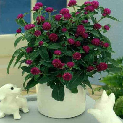 Gompherena Flowers (small) - www.FOP.ae Buy online Best and Healthy Plants and quality products guarantee in Dubai Plants Shop in Dubai Abu Dhabi all over UAE Plants near me Fresh Plants in Dubai where to buy plants in UAE - FOP.ae