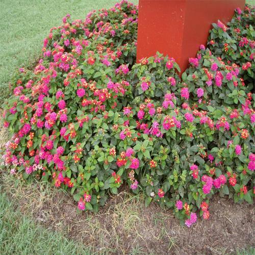 Lantana Camara Pink - www.FOP.ae Buy online Best and Healthy Plants and quality products guarantee in Dubai Plants Shop in Dubai Abu Dhabi all over UAE Plants near me Fresh Plants in Dubai where to buy plants in UAE - FOP.ae