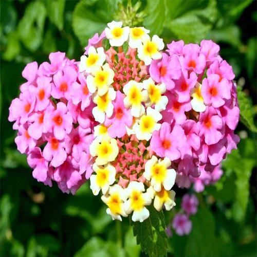 Lantana Camara Pink - www.FOP.ae Buy online Best and Healthy Plants and quality products guarantee in Dubai Plants Shop in Dubai Abu Dhabi all over UAE Plants near me Fresh Plants in Dubai where to buy plants in UAE - FOP.ae