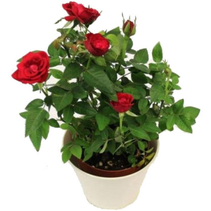 Rose Plant Indoor
