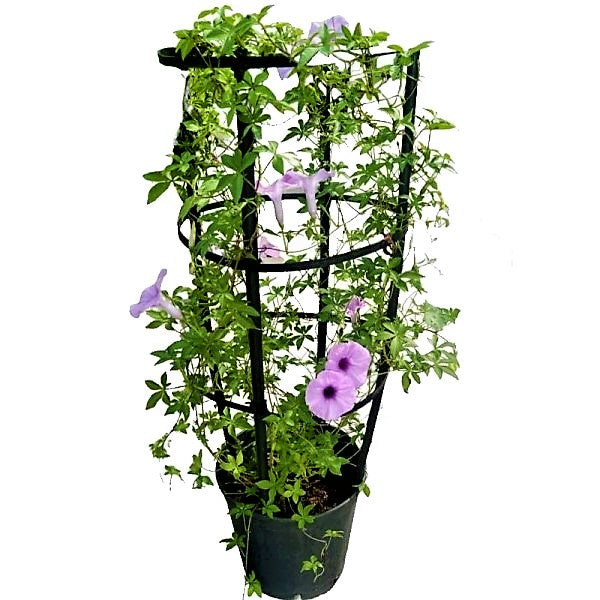 Ipomoea cairica, Cairo morning glory, coast morning glory - www.FOP.ae Buy online Best and Healthy Plants and quality products guarantee in Dubai Plants Shop in Dubai Abu Dhabi all over UAE Plants near me Fresh Plants in Dubai where to buy plants in UAE - FOP.ae