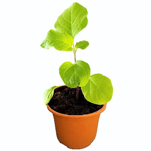 Egg Plant, Solanum Melongena - www.FOP.ae Buy online Best and Healthy Plants and quality products guarantee in Dubai Plants Shop in Dubai Abu Dhabi all over UAE Plants near me Fresh Plants in Dubai where to buy plants in UAE - FOP.ae