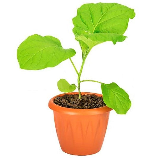 Egg Plant, Solanum Melongena - www.FOP.ae Buy online Best and Healthy Plants and quality products guarantee in Dubai Plants Shop in Dubai Abu Dhabi all over UAE Plants near me Fresh Plants in Dubai where to buy plants in UAE - FOP.ae