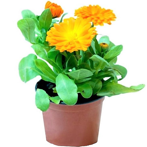 Calendula Officinalis, English Marigold (small) - www.FOP.ae Buy online Best and Healthy Plants and quality products guarantee in Dubai Plants Shop in Dubai Abu Dhabi all over UAE Plants near me Fresh Plants in Dubai where to buy plants in UAE - FOP.ae