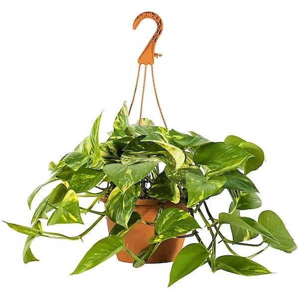 Money Plant, Epipremnum Aureum, Hanging - www.FOP.ae Buy online Best and Healthy Plants and quality products guarantee in Dubai Plants Shop in Dubai Abu Dhabi all over UAE Plants near me Fresh Plants in Dubai where to buy plants in UAE - FOP.ae