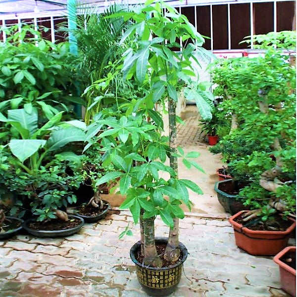 Pachira aquatica, Money Tree, Triple Trunk - www.FOP.ae Buy online Best and Healthy Plants and quality products guarantee in Dubai Plants Shop in Dubai Abu Dhabi all over UAE Plants near me Fresh Plants in Dubai where to buy plants in UAE - FOP.ae