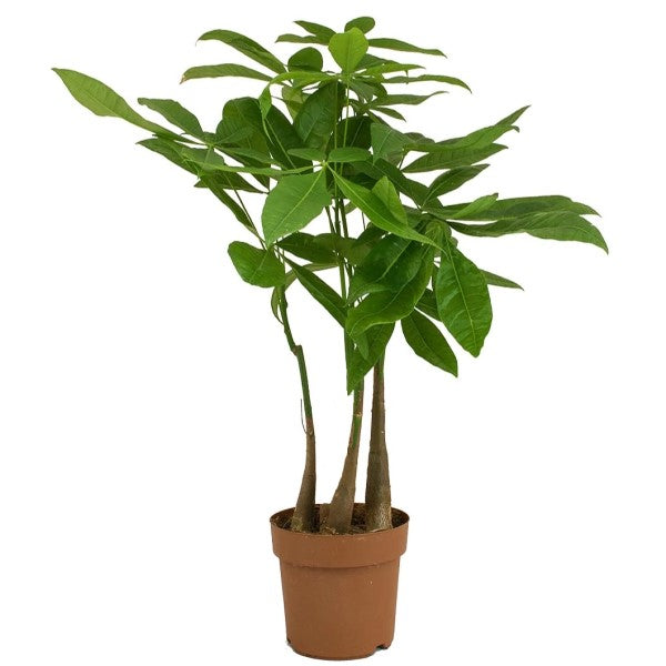 Pachira aquatica, Money Tree, Triple Trunk - www.FOP.ae Buy online Best and Healthy Plants and quality products guarantee in Dubai Plants Shop in Dubai Abu Dhabi all over UAE Plants near me Fresh Plants in Dubai where to buy plants in UAE - FOP.ae