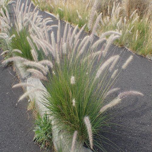 Pennisetum Setaceum, African Fountain Grass, Tender Fountain Grass - www.FOP.ae Buy online Best and Healthy Plants and quality products guarantee in Dubai Plants Shop in Dubai Abu Dhabi all over UAE Plants near me Fresh Plants in Dubai where to buy plants in UAE - FOP.ae