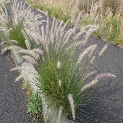 Pennisetum Setaceum, African Fountain Grass, Tender Fountain Grass - www.FOP.ae Buy online Best and Healthy Plants and quality products guarantee in Dubai Plants Shop in Dubai Abu Dhabi all over UAE Plants near me Fresh Plants in Dubai where to buy plants in UAE - FOP.ae