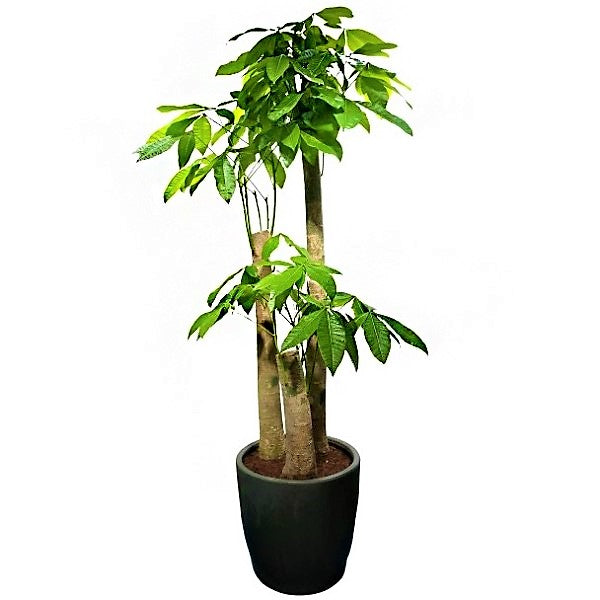 Pachira aquatica, Money Tree, Triple Trunk - www.FOP.ae Buy online Best and Healthy Plants and quality products guarantee in Dubai Plants Shop in Dubai Abu Dhabi all over UAE Plants near me Fresh Plants in Dubai where to buy plants in UAE - FOP.ae