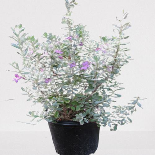 Leucophyllum Frutescens, Texas Sage - www.FOP.ae Buy online Best and Healthy Plants and quality products guarantee in Dubai Plants Shop in Dubai Abu Dhabi all over UAE Plants near me Fresh Plants in Dubai where to buy plants in UAE - FOP.ae