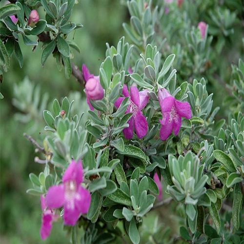 Leucophyllum Frutescens, Texas Sage - www.FOP.ae Buy online Best and Healthy Plants and quality products guarantee in Dubai Plants Shop in Dubai Abu Dhabi all over UAE Plants near me Fresh Plants in Dubai where to buy plants in UAE - FOP.ae
