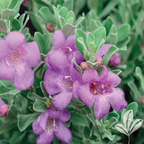 Leucophyllum Frutescens, Texas Sage - www.FOP.ae Buy online Best and Healthy Plants and quality products guarantee in Dubai Plants Shop in Dubai Abu Dhabi all over UAE Plants near me Fresh Plants in Dubai where to buy plants in UAE - FOP.ae