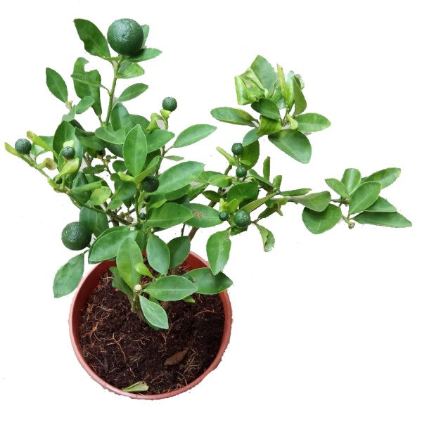 Citrus Aurantifolia, Citrus Omani - www.FOP.ae Buy online Best and Healthy Plants and quality products guarantee in Dubai Plants Shop in Dubai Abu Dhabi all over UAE Plants near me Fresh Plants in Dubai where to buy plants in UAE - FOP.ae