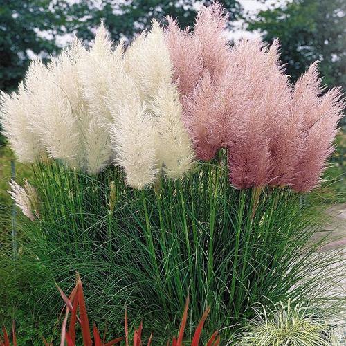 Cortaderia Selloana, Pampas Grass - www.FOP.ae Buy online Best and Healthy Plants and quality products guarantee in Dubai Plants Shop in Dubai Abu Dhabi all over UAE Plants near me Fresh Plants in Dubai where to buy plants in UAE - FOP.ae