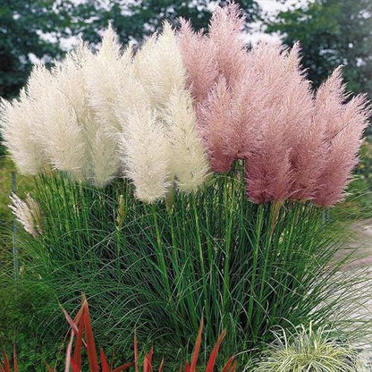 Cortaderia Selloana, Pampas Grass - www.FOP.ae Buy online Best and Healthy Plants and quality products guarantee in Dubai Plants Shop in Dubai Abu Dhabi all over UAE Plants near me Fresh Plants in Dubai where to buy plants in UAE - FOP.ae