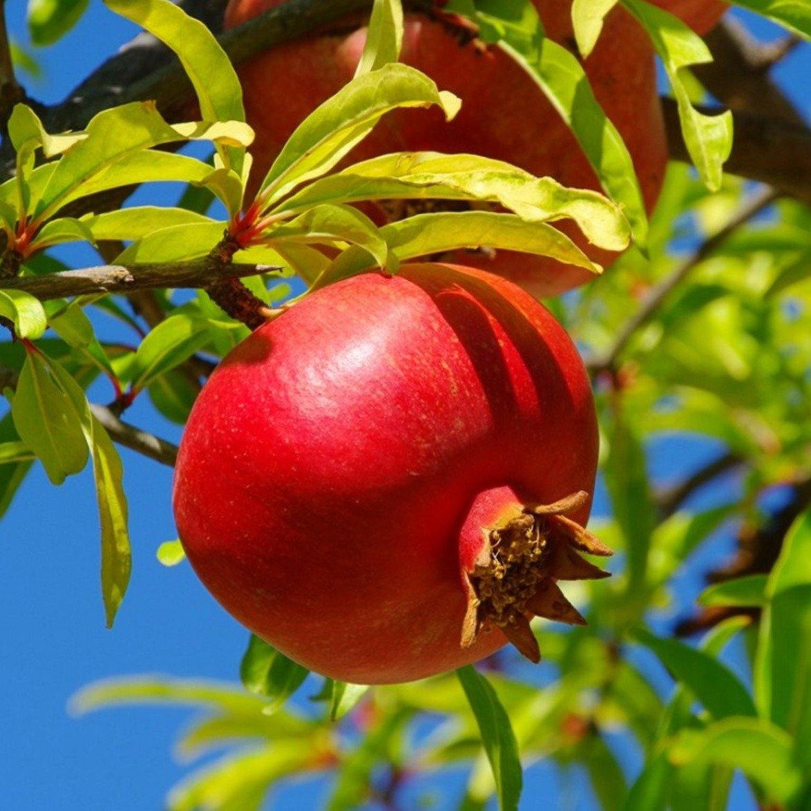 Pomegranate Tree, Punica Granatum - www.FOP.ae Buy online Best and Healthy Plants and quality products guarantee in Dubai Plants Shop in Dubai Abu Dhabi all over UAE Plants near me Fresh Plants in Dubai where to buy plants in UAE - FOP.ae