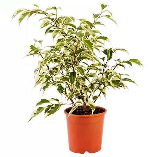 Ficus benjamina variegata, Variegated Weeping Fig - www.FOP.ae Buy online Best and Healthy Plants and quality products guarantee in Dubai Plants Shop in Dubai Abu Dhabi all over UAE Plants near me Fresh Plants in Dubai where to buy plants in UAE - FOP.ae