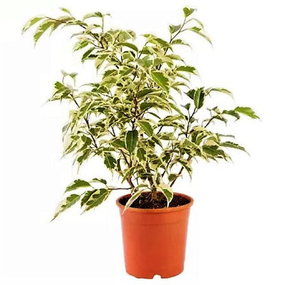 Ficus benjamina variegata, Variegated Weeping Fig - www.FOP.ae Buy online Best and Healthy Plants and quality products guarantee in Dubai Plants Shop in Dubai Abu Dhabi all over UAE Plants near me Fresh Plants in Dubai where to buy plants in UAE - FOP.ae