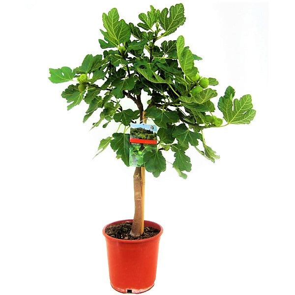 Fig Tree, Ficus Carica - www.FOP.ae Buy online Best and Healthy Plants and quality products guarantee in Dubai Plants Shop in Dubai Abu Dhabi all over UAE Plants near me Fresh Plants in Dubai where to buy plants in UAE - FOP.ae