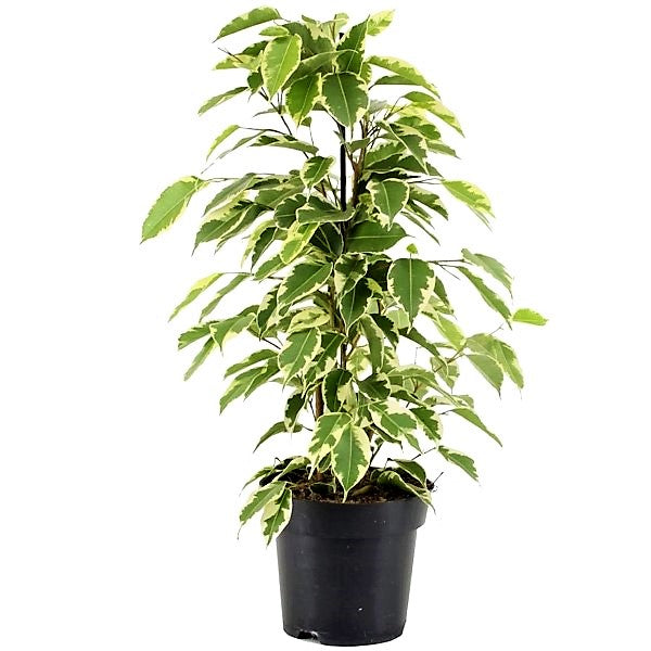 Ficus benjamina variegata, Variegated Weeping Fig - www.FOP.ae Buy online Best and Healthy Plants and quality products guarantee in Dubai Plants Shop in Dubai Abu Dhabi all over UAE Plants near me Fresh Plants in Dubai where to buy plants in UAE - FOP.ae