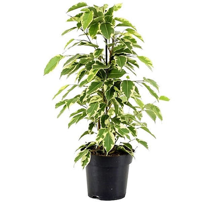 Ficus benjamina variegata, Variegated Weeping Fig - www.FOP.ae Buy online Best and Healthy Plants and quality products guarantee in Dubai Plants Shop in Dubai Abu Dhabi all over UAE Plants near me Fresh Plants in Dubai where to buy plants in UAE - FOP.ae