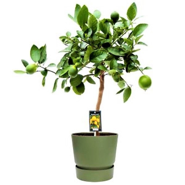 Citrus Aurantifolia, Citrus Omani - www.FOP.ae Buy online Best and Healthy Plants and quality products guarantee in Dubai Plants Shop in Dubai Abu Dhabi all over UAE Plants near me Fresh Plants in Dubai where to buy plants in UAE - FOP.ae