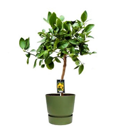 Citrus orange, Abu Surra, Orange Tree - www.FOP.ae Buy online Best and Healthy Plants and quality products guarantee in Dubai Plants Shop in Dubai Abu Dhabi all over UAE Plants near me Fresh Plants in Dubai where to buy plants in UAE - FOP.ae