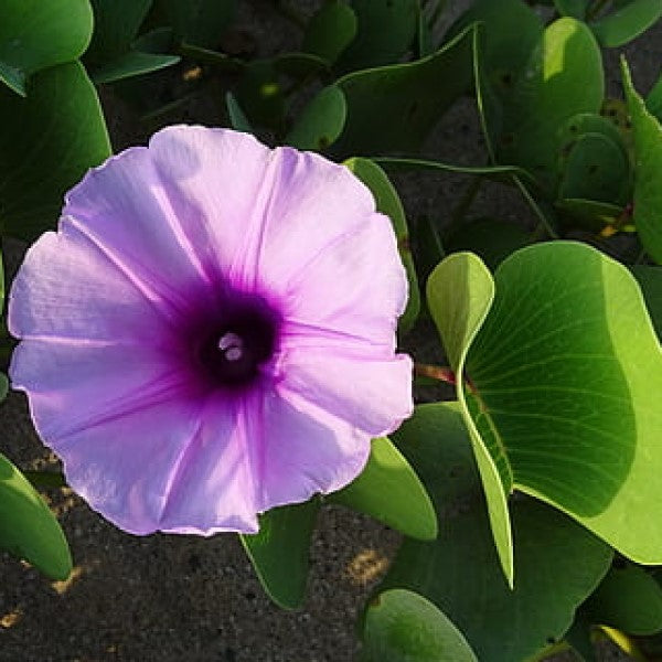 Ipomoea cairica, Cairo morning glory, coast morning glory - www.FOP.ae Buy online Best and Healthy Plants and quality products guarantee in Dubai Plants Shop in Dubai Abu Dhabi all over UAE Plants near me Fresh Plants in Dubai where to buy plants in UAE - FOP.ae
