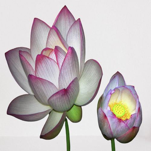 Sacred Lotus, Nelumbo Nucifera - www.FOP.ae Buy online Best and Healthy Plants and quality products guarantee in Dubai Plants Shop in Dubai Abu Dhabi all over UAE Plants near me Fresh Plants in Dubai where to buy plants in UAE - FOP.ae