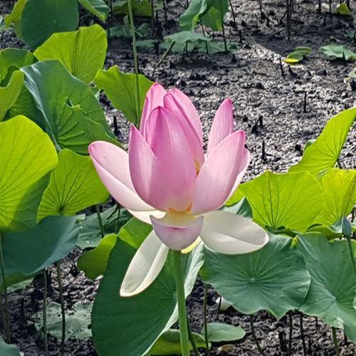 Sacred Lotus, Nelumbo Nucifera - www.FOP.ae Buy online Best and Healthy Plants and quality products guarantee in Dubai Plants Shop in Dubai Abu Dhabi all over UAE Plants near me Fresh Plants in Dubai where to buy plants in UAE - FOP.ae