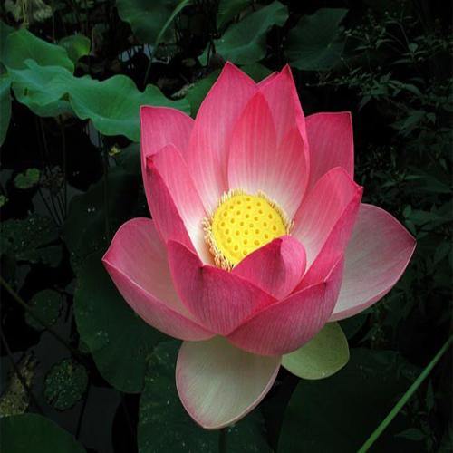 Sacred Lotus, Nelumbo Nucifera - www.FOP.ae Buy online Best and Healthy Plants and quality products guarantee in Dubai Plants Shop in Dubai Abu Dhabi all over UAE Plants near me Fresh Plants in Dubai where to buy plants in UAE - FOP.ae