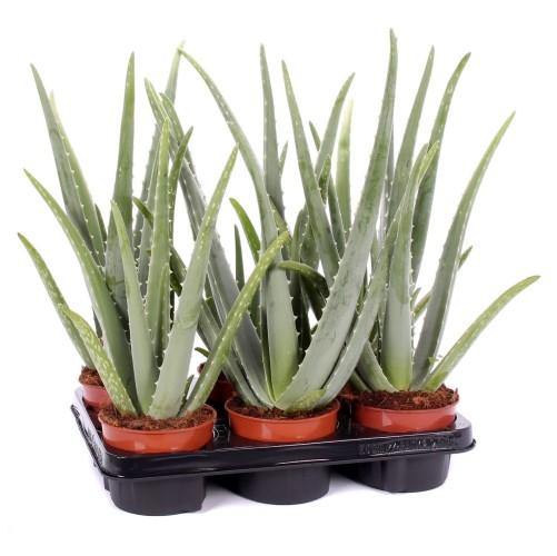 Aloe Vera, Medicina Aloe, Savila, Outdoor - www.FOP.ae Buy online Best and Healthy Plants and quality products guarantee in Dubai Plants Shop in Dubai Abu Dhabi all over UAE Plants near me Fresh Plants in Dubai where to buy plants in UAE - FOP.ae
