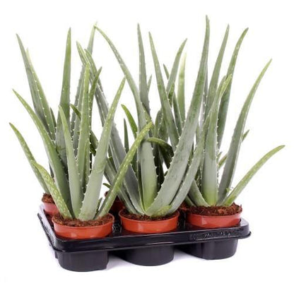 Aloe Vera, Medicina Aloe, Savila, Outdoor - www.FOP.ae Buy online Best and Healthy Plants and quality products guarantee in Dubai Plants Shop in Dubai Abu Dhabi all over UAE Plants near me Fresh Plants in Dubai where to buy plants in UAE - FOP.ae
