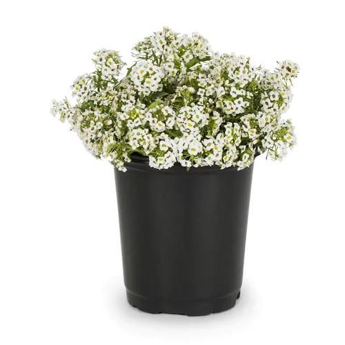 Alyssum, Alisons (small) - www.FOP.ae Buy online Best and Healthy Plants and quality products guarantee in Dubai Plants Shop in Dubai Abu Dhabi all over UAE Plants near me Fresh Plants in Dubai where to buy plants in UAE - FOP.ae