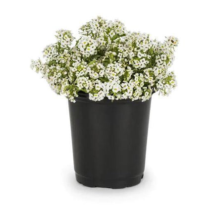 Alyssum, Alisons (small) - www.FOP.ae Buy online Best and Healthy Plants and quality products guarantee in Dubai Plants Shop in Dubai Abu Dhabi all over UAE Plants near me Fresh Plants in Dubai where to buy plants in UAE - FOP.ae