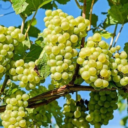 Grapes Vine, Vitis Vinifera, العنب فاين - www.FOP.ae Buy online Best and Healthy Plants and quality products guarantee in Dubai Plants Shop in Dubai Abu Dhabi all over UAE Plants near me Fresh Plants in Dubai where to buy plants in UAE - FOP.ae