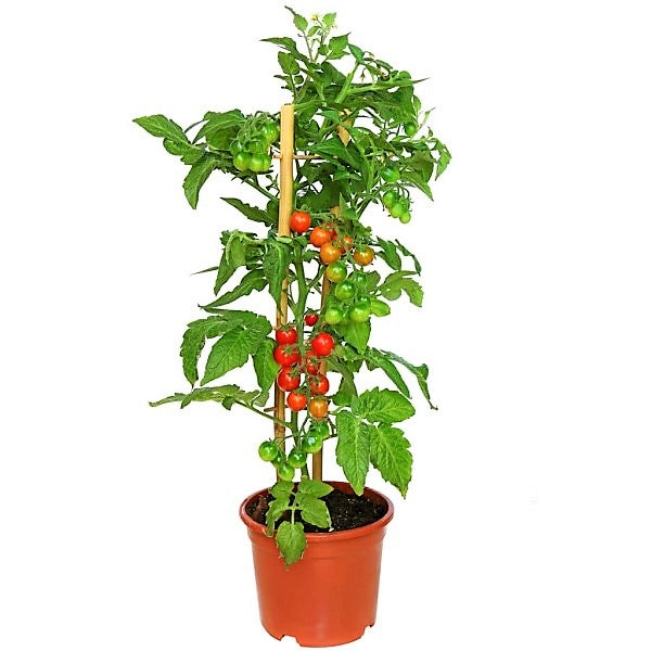 Cherry Tomato Plant - www.FOP.ae Buy online Best and Healthy Plants and quality products guarantee in Dubai Plants Shop in Dubai Abu Dhabi all over UAE Plants near me Fresh Plants in Dubai where to buy plants in UAE - FOP.ae