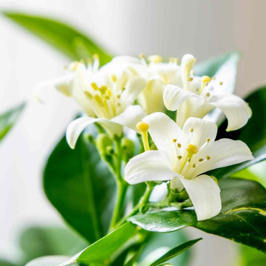 Murraya paniculata, Orange, Thai Jasmine - www.FOP.ae Buy online Best and Healthy Plants and quality products guarantee in Dubai Plants Shop in Dubai Abu Dhabi all over UAE Plants near me Fresh Plants in Dubai where to buy plants in UAE - FOP.ae