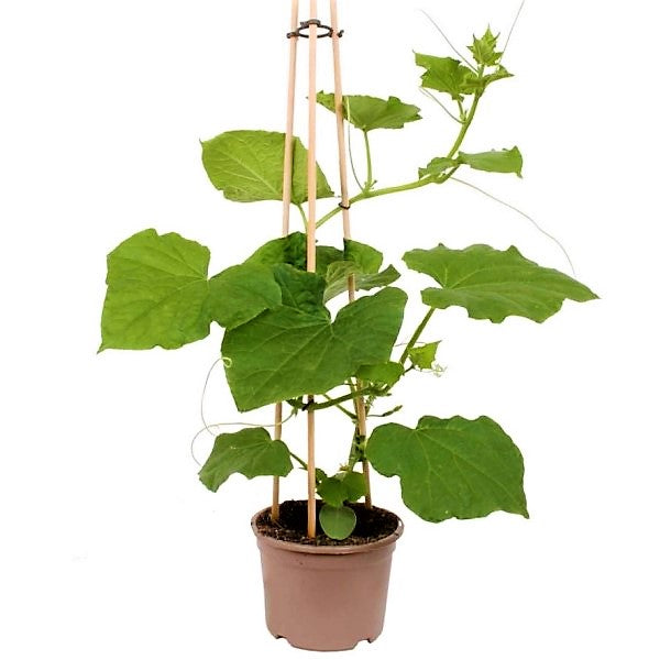 Cucumber Plant - www.FOP.ae Buy online Best and Healthy Plants and quality products guarantee in Dubai Plants Shop in Dubai Abu Dhabi all over UAE Plants near me Fresh Plants in Dubai where to buy plants in UAE - FOP.ae