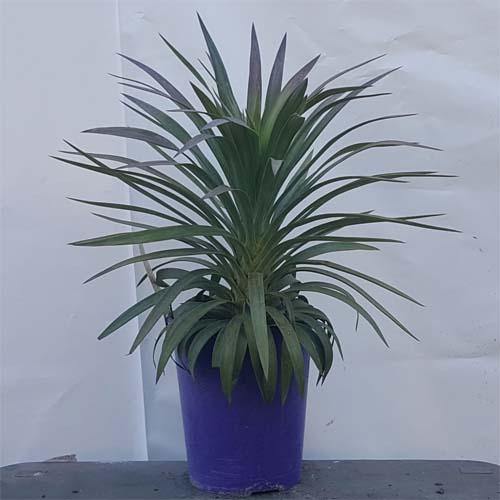 Yucca Desmetiana, Blue Boy - www.FOP.ae Buy online Best and Healthy Plants and quality products guarantee in Dubai Plants Shop in Dubai Abu Dhabi all over UAE Plants near me Fresh Plants in Dubai where to buy plants in UAE - FOP.ae