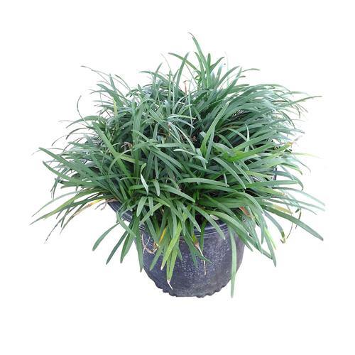 Dwarf Lilyturf, Ophiopogon Jaburan - www.FOP.ae Buy online Best and Healthy Plants and quality products guarantee in Dubai Plants Shop in Dubai Abu Dhabi all over UAE Plants near me Fresh Plants in Dubai where to buy plants in UAE - FOP.ae