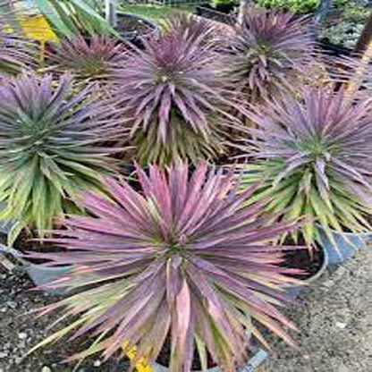 Yucca Desmetiana, Blue Boy - www.FOP.ae Buy online Best and Healthy Plants and quality products guarantee in Dubai Plants Shop in Dubai Abu Dhabi all over UAE Plants near me Fresh Plants in Dubai where to buy plants in UAE - FOP.ae