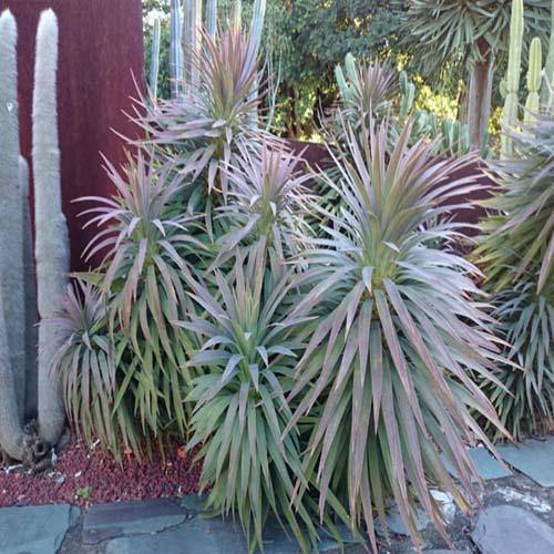 Yucca Desmetiana, Blue Boy - www.FOP.ae Buy online Best and Healthy Plants and quality products guarantee in Dubai Plants Shop in Dubai Abu Dhabi all over UAE Plants near me Fresh Plants in Dubai where to buy plants in UAE - FOP.ae